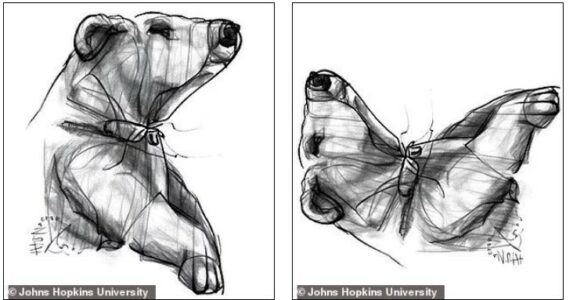 A i shihni? Shkencëtarët krijojnë “anagrame vizuale” me dy kafshë të fshehura brenda një figure