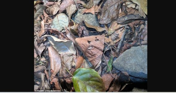 Kjo foto e gjetheve me një bretkosë të fshehur ka lënë internetin të hutuar – por a mund ta gjesh se ku gjendet ajo?