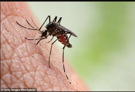 Zyrtarët ndezin alarmin pas shpërthimit të Ethet e Luginës së Rift-it në Afrikën Perëndimore: 42 viktima dhe frikë për pandemi të re