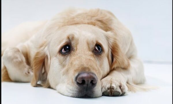 Shoku më besnik i njeriut është i stresuar!