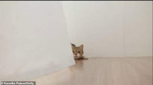 Flisni gjuhën e maceve? Testoni veten dhe zbuloni çfarë po ju thonë