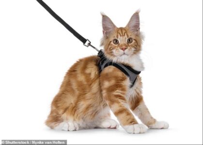 Ekspertët u bëjnë thirrje pronarëve të maceve që të mos i nxjerrin kafshët e tyre për shëtitje me parzmore moderne