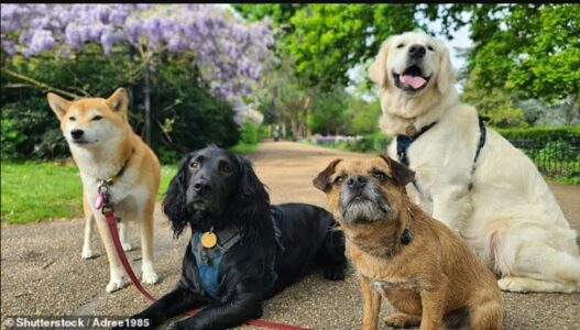 Po mendoni të merrni një qen? Ky test tregon se cilat raca nuk ju përshtaten