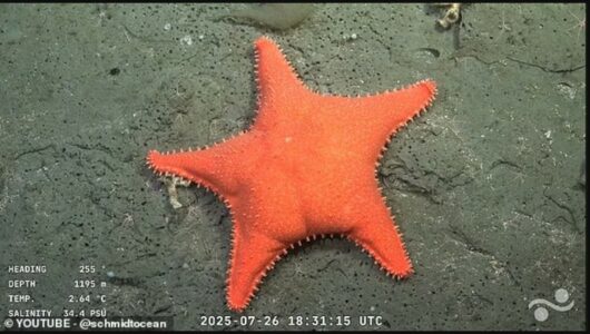 Do të duheshin pantallona shumë të mëdha: Ylli i detit shkakton të qeshura në rrjet – ngjan me Patrickun nga SpongeBob