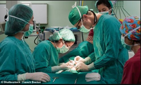 Transplantohet për herë të parë një mëlçi derri te njeriu i gjallë – hap historik në mjekësi