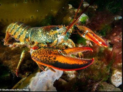 Alarm për adhuruesit e frutave të detit: Shkencëtarët zbulojnë mikroplastikë të rrezikshme në këto ushqime